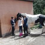 A la découverte de l&rsquo;équitation